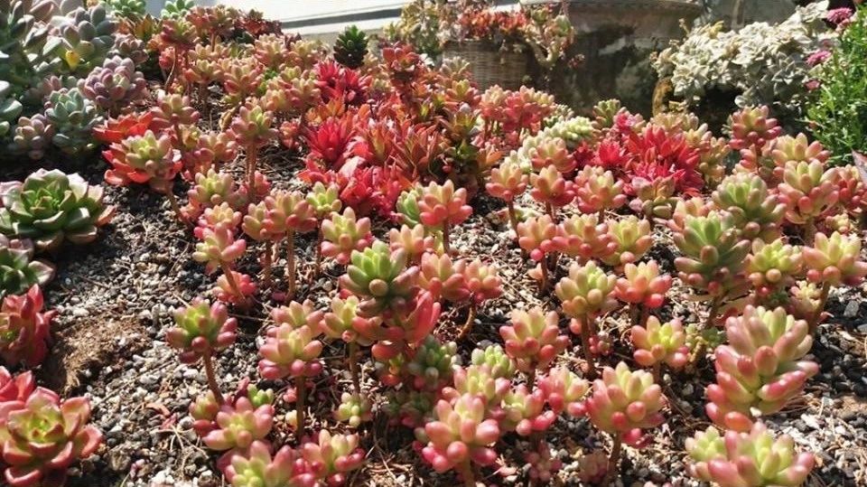 寂照庵--中国最文艺尼姑庵：心若无尘一花一世界