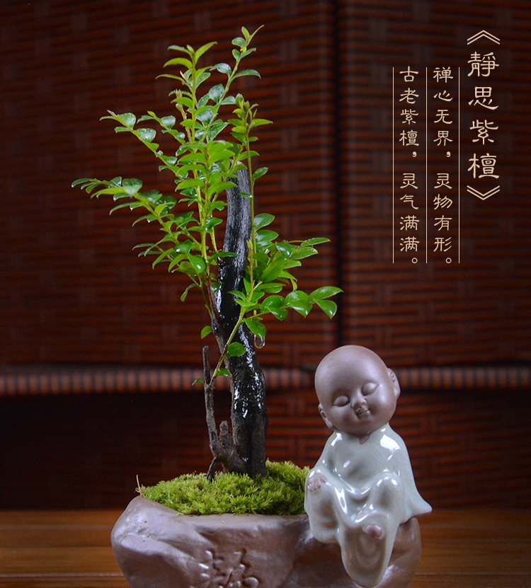 四季常青盆景，镇宅紫檀盆景图片
