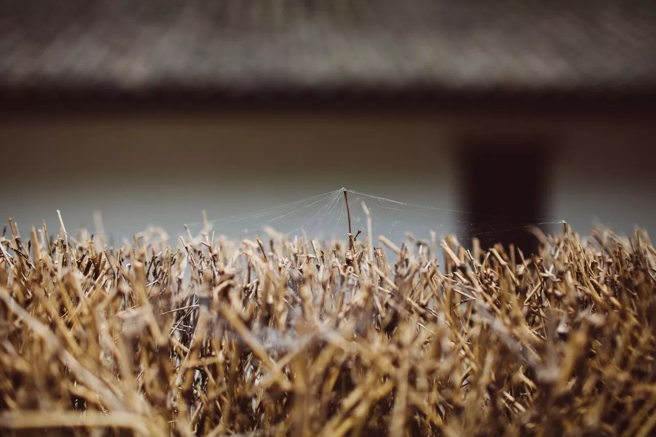 莫干山·三秋美宿，一日不见三秋盼兮