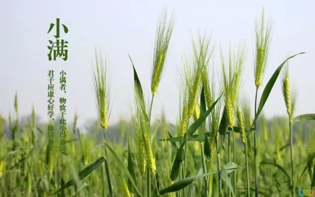 小满节气，人生小满