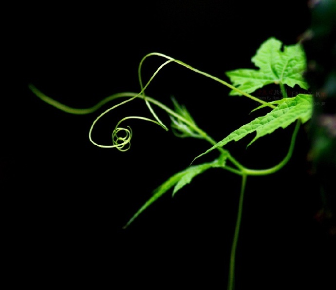 青丝绿叶迷人眼：一组清新植物风景摄影