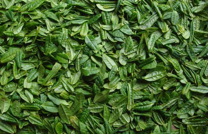中国十大名茶之六安瓜片