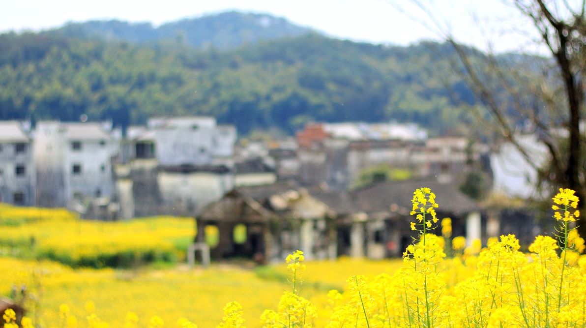 梦回西江,南昌,庐山,婺源