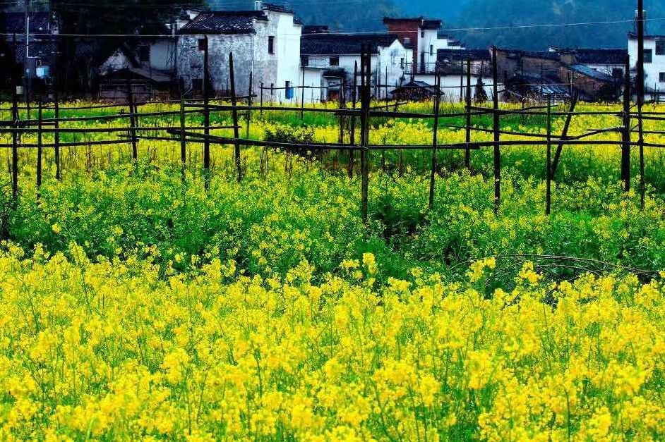 梦回西江,南昌,庐山,婺源