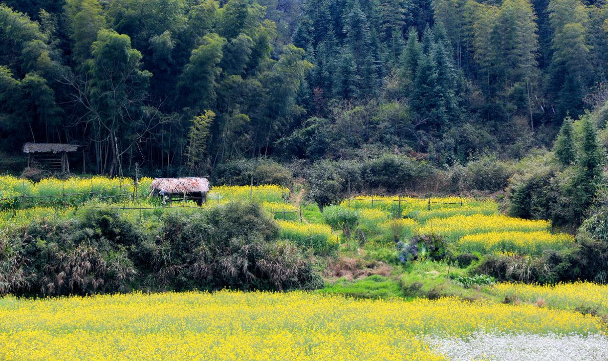 梦回西江,南昌,庐山,婺源