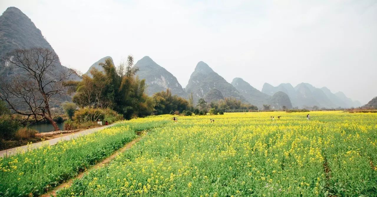 美到窒息的中国最美油菜花海，邂逅花海风景！