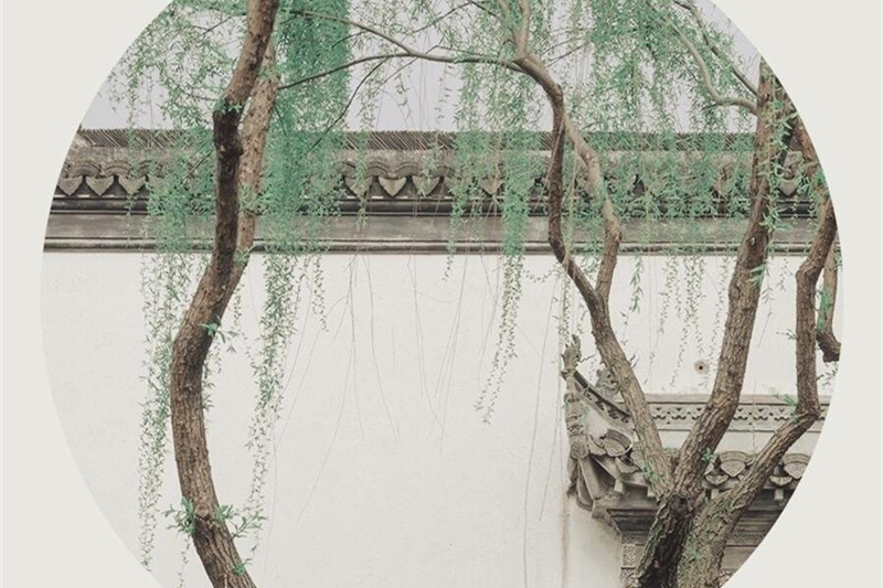 柳树庭院风景摄影图片