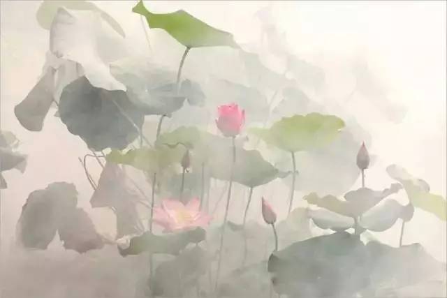 Bahman Farzad 拍摄荷花图片41年 出淤泥不染的美丽