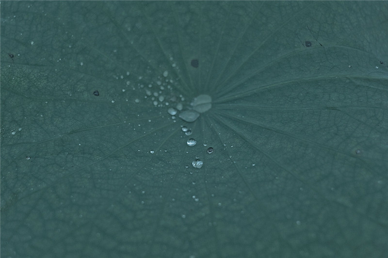 烟雨荷塘古装人物摄影照片