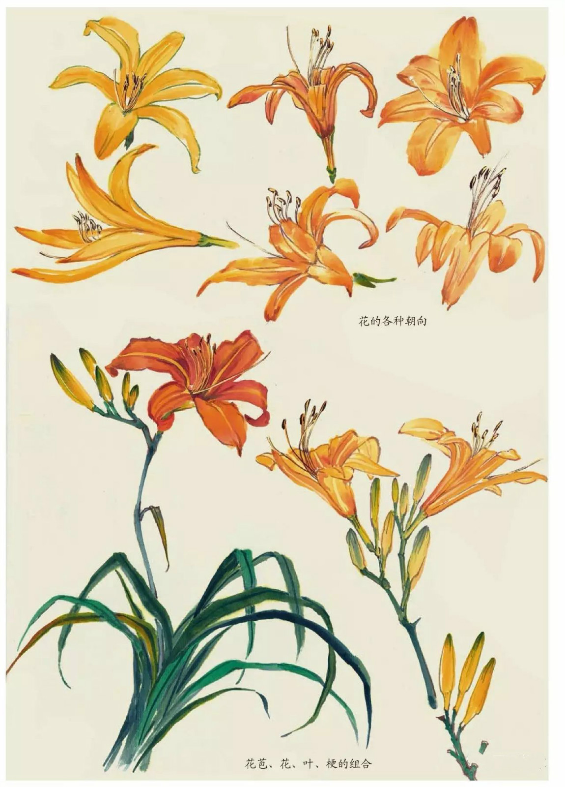 国画技法：超详细的国画各种花卉画法大全!