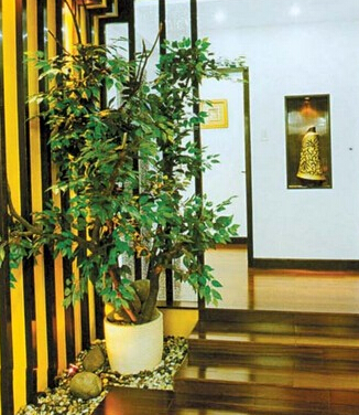 这些家居植物摆设风水禁忌，你知道吗？
