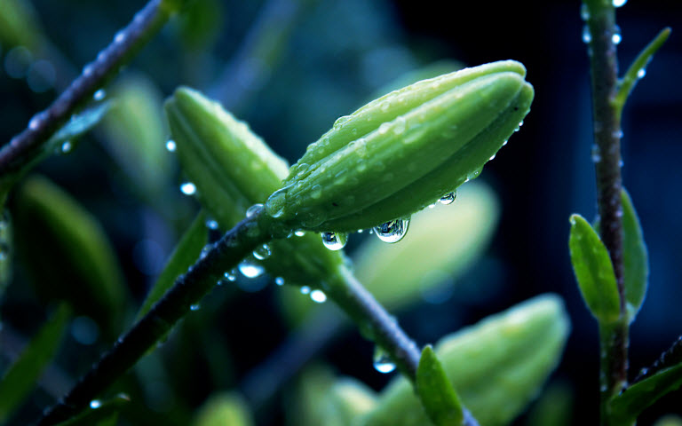 摆设植物也有风水禁忌？还不赶快学！