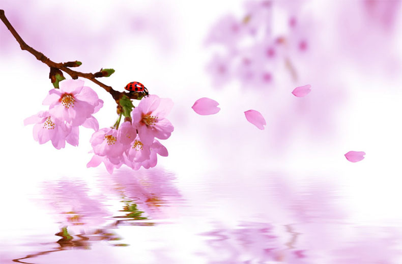 桃花劫是什么意思？如何破解桃花劫？