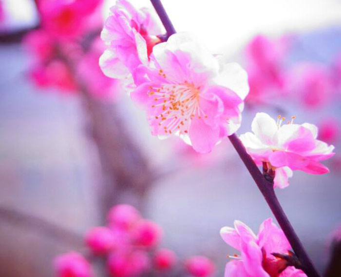 化解桃花劫，就靠这些风水学