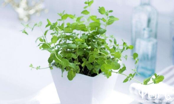 家居种植什么植物好