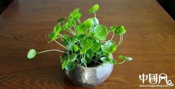 风水绿色植物