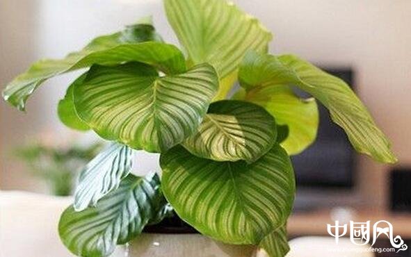 室内不适合养殖的植物