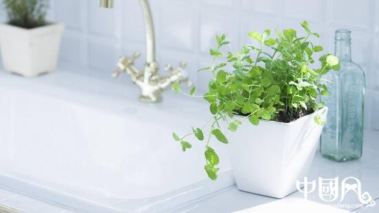 室内摆放绿色植物