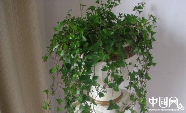 家庭的风水植物