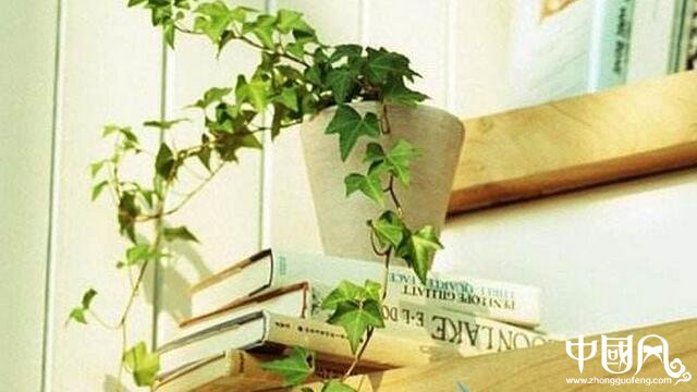 家居植物的摆设宜忌