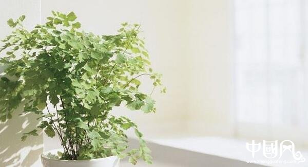 各种室内的植物风水