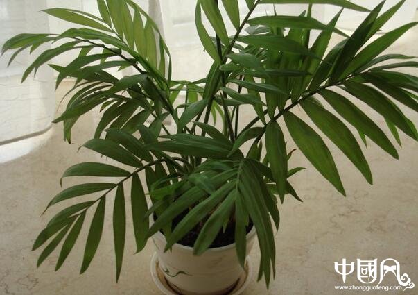 家庭风水植物的讲究