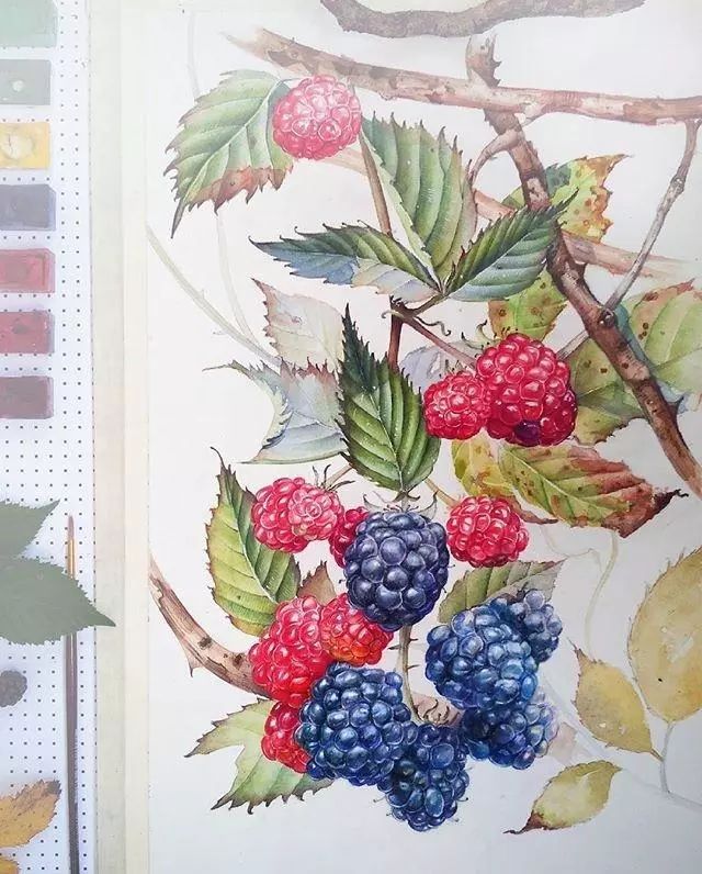 超逼真的水彩手绘插画，小清新植物插画图片