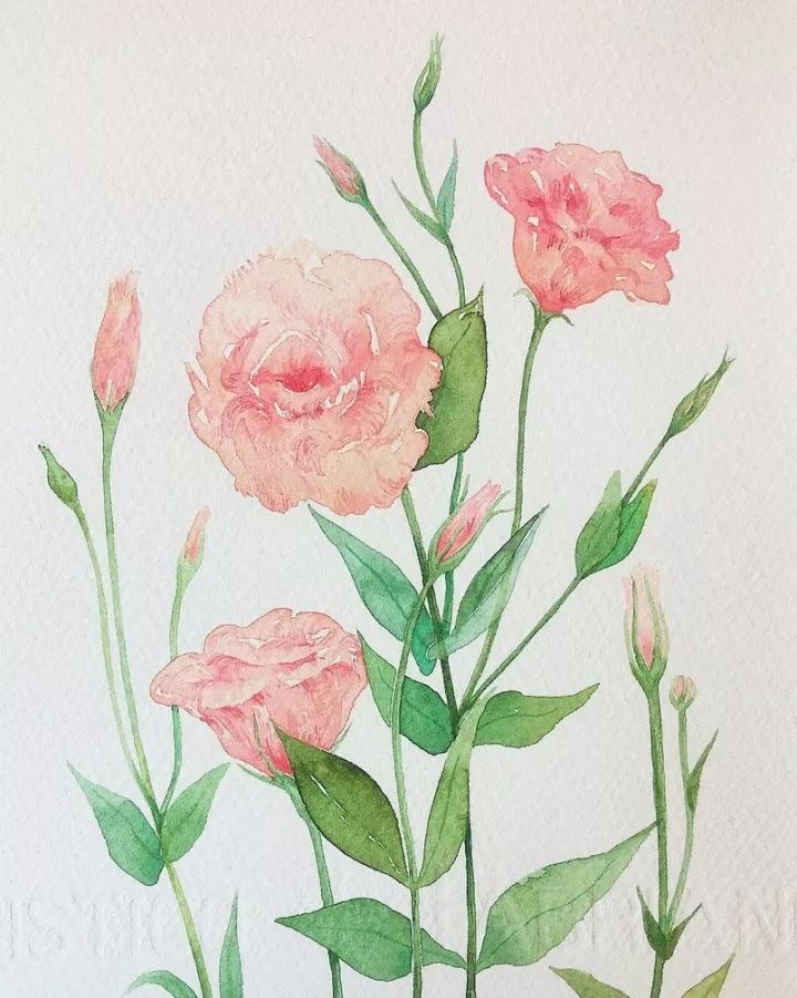 四季水彩花卉插画，惊艳唯美!