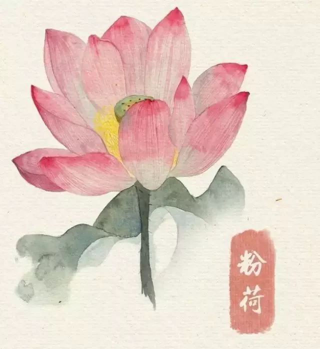 40款绝美水彩花卉手绘插画赏析